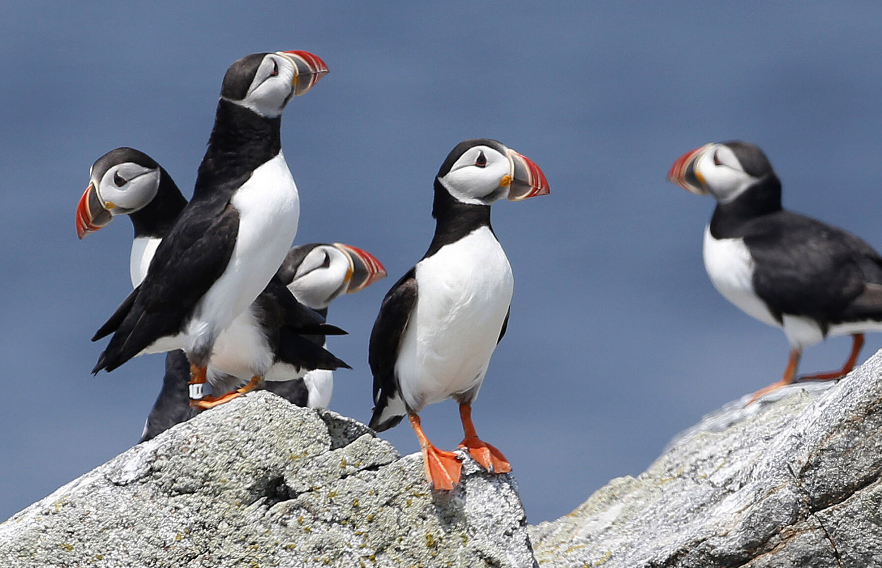 Puffins